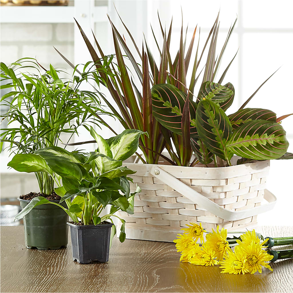 Florist Designed Blooming and Green Plants in a Basket – BUZ N' BEE FLORIST GIFT & NURSERY, Clinton LA