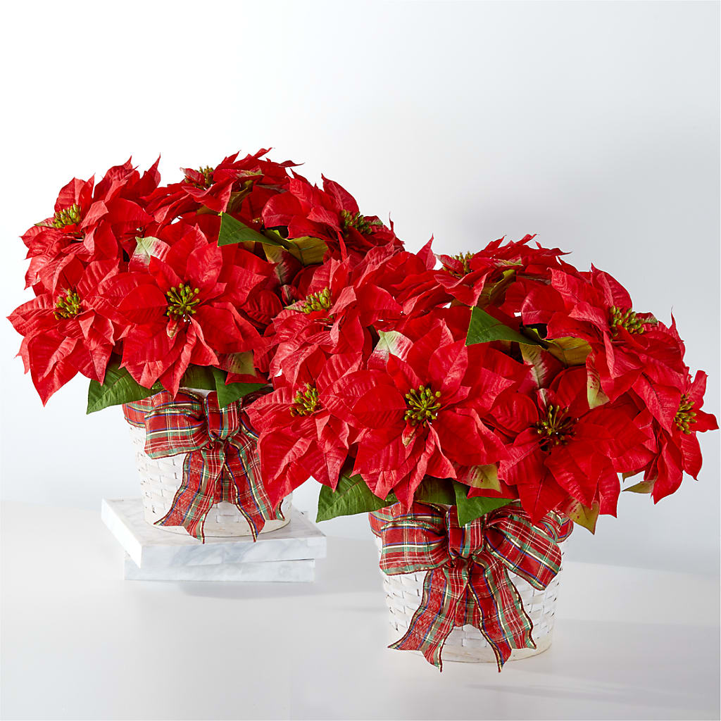 Happiest Holidays Poinsettia Bundle – BUZ N' BEE FLORIST GIFT & NURSERY, Clinton LA