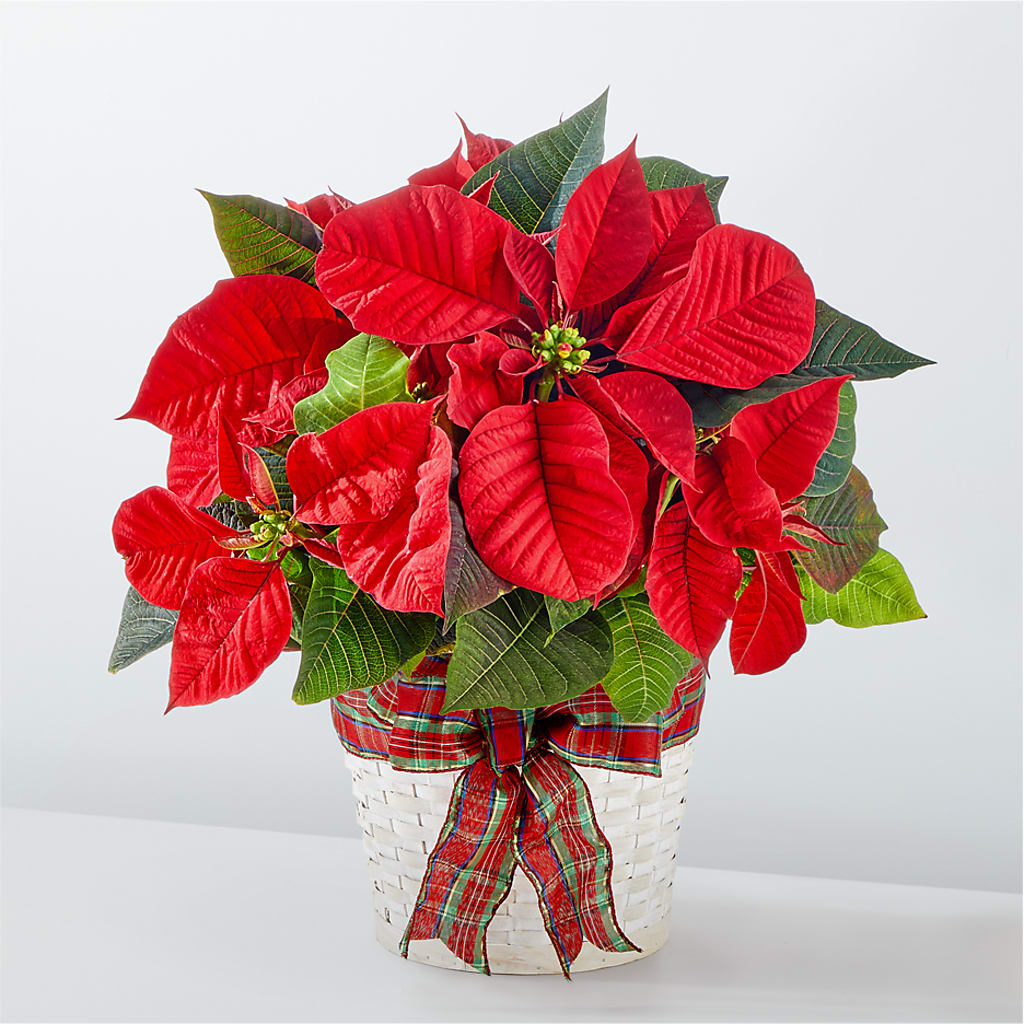 Happiest Holidays Poinsettia – BUZ N' BEE FLORIST GIFT & NURSERY, Clinton LA