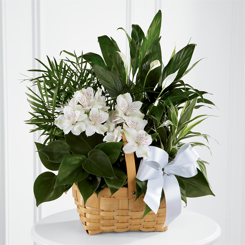 Peace & Serenity Dishgarden – BUZ N' BEE FLORIST GIFT & NURSERY, Clinton LA