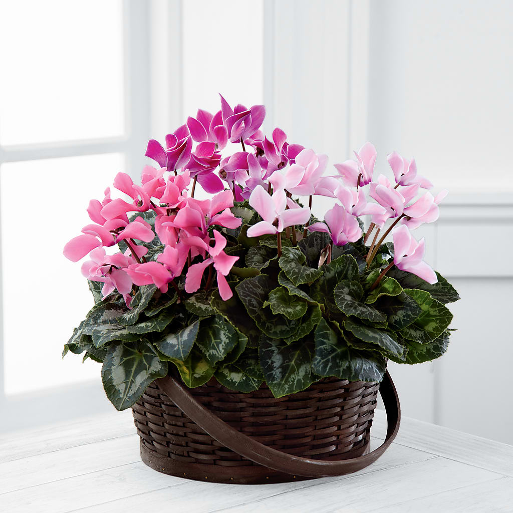 Mixed Cyclamen Planter – BUZ N' BEE FLORIST GIFT & NURSERY, Clinton LA