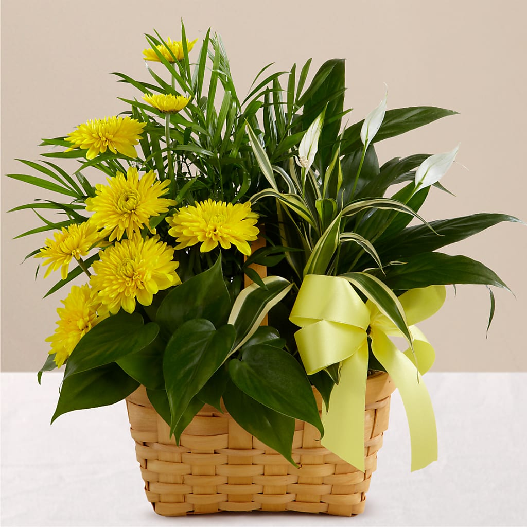 Loving Light Dishgarden – BUZ N' BEE FLORIST GIFT & NURSERY, Clinton LA