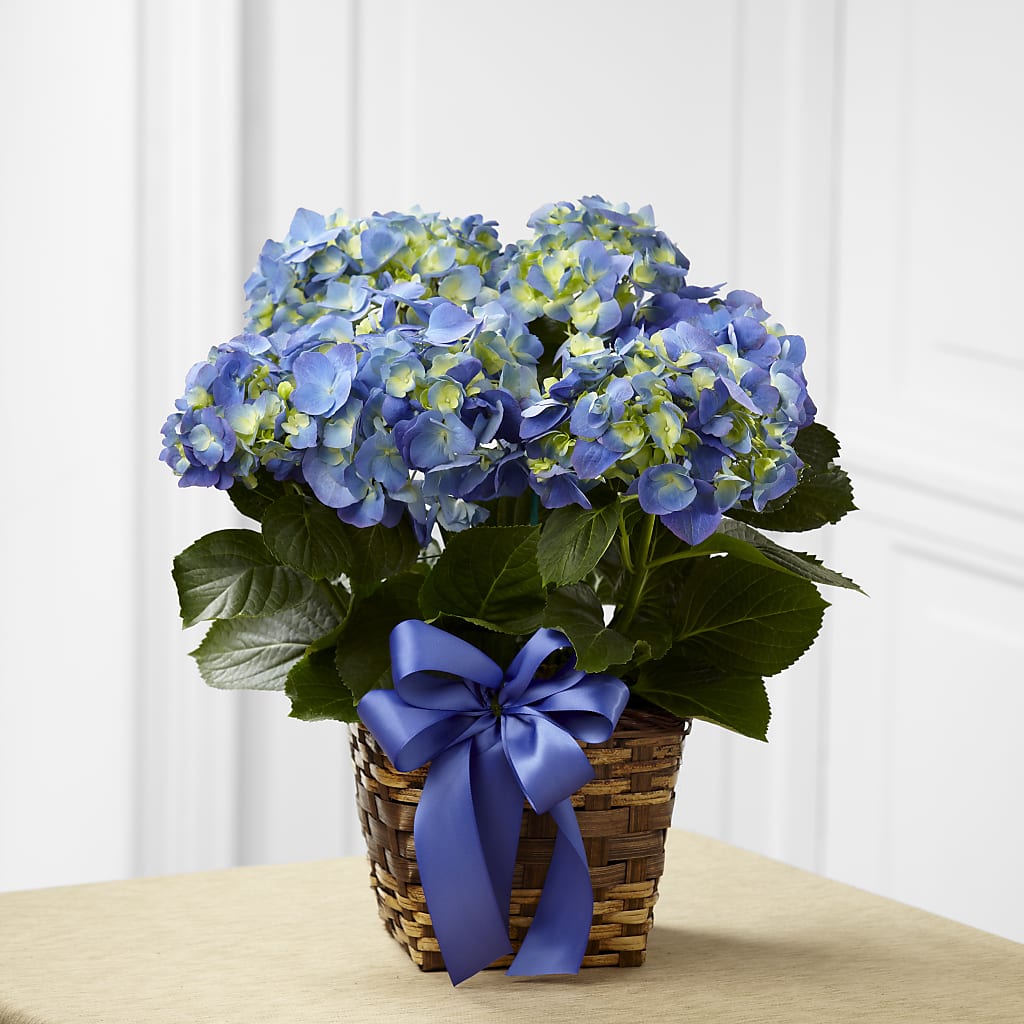 Blue Hydrangea Planter – BUZ N' BEE FLORIST GIFT & NURSERY, Clinton LA