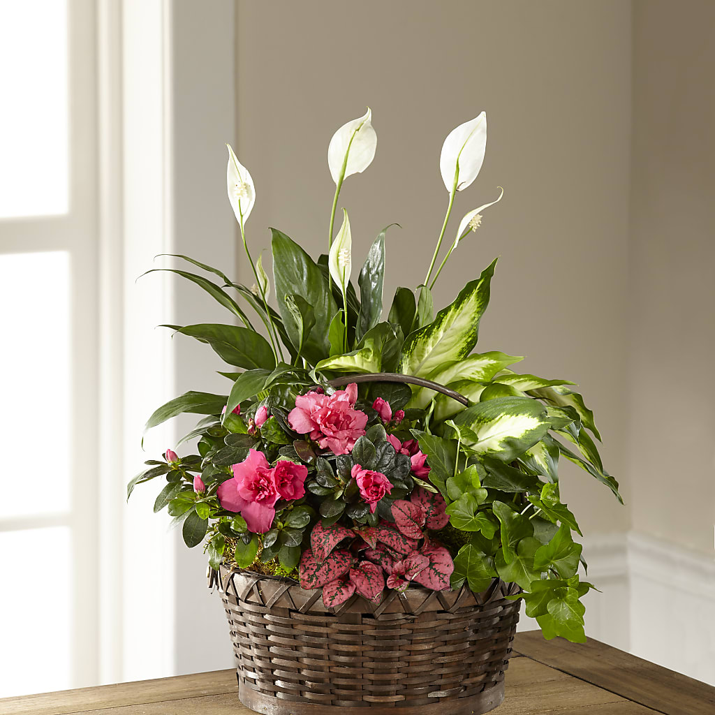 Dream in Pink Dishgarden – BUZ N' BEE FLORIST GIFT & NURSERY, Clinton LA