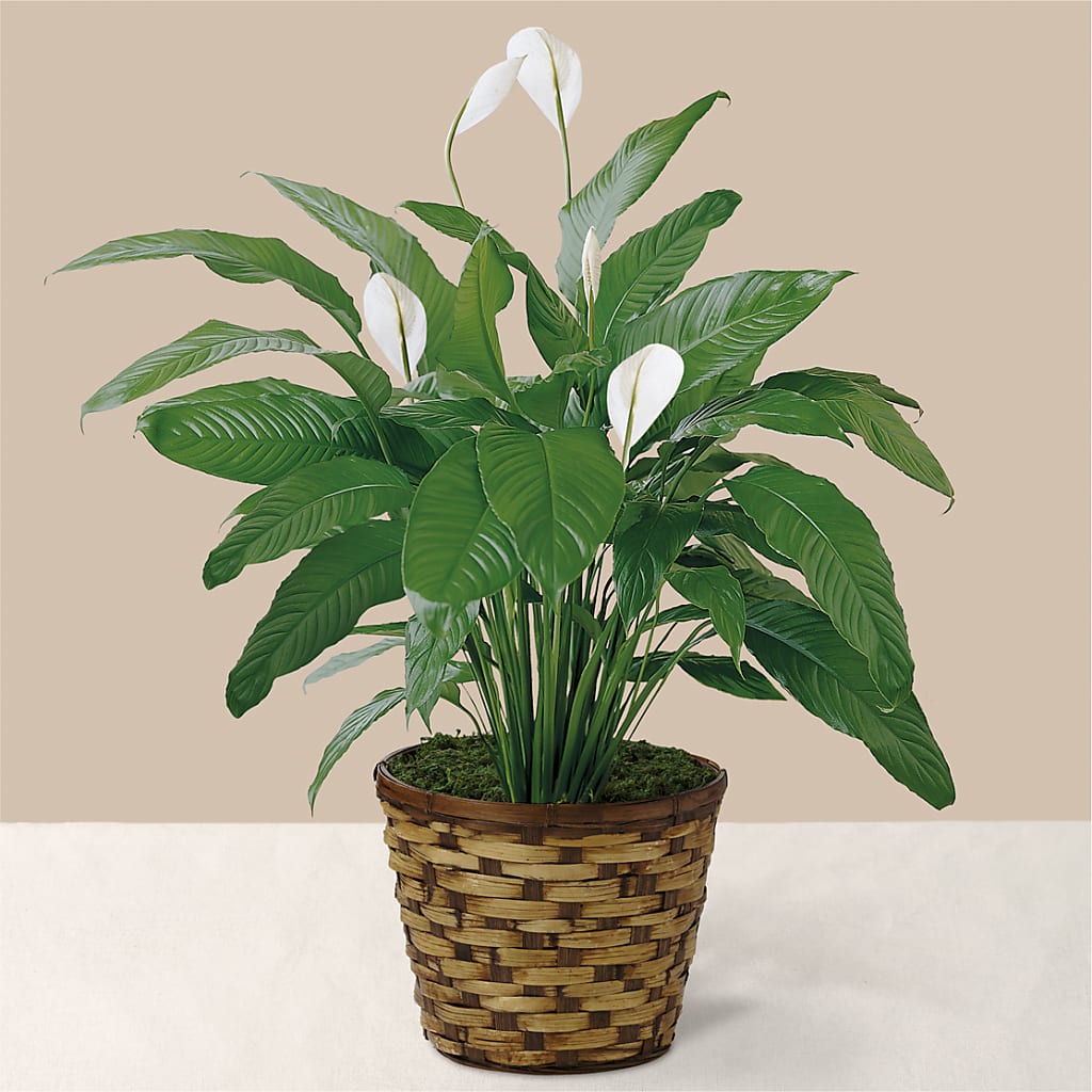 Tranquil Moments Peace Lily Plant – BUZ N' BEE FLORIST GIFT & NURSERY, Clinton LA