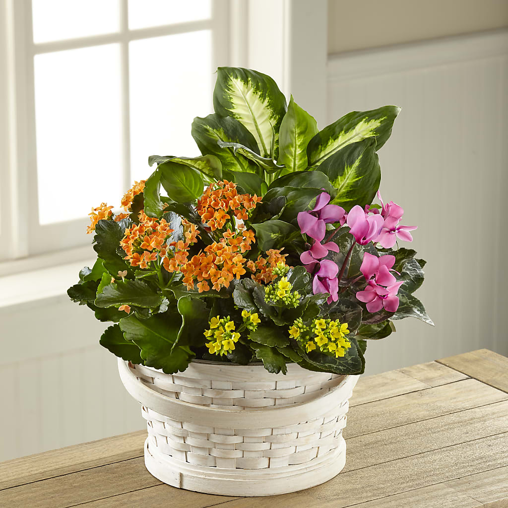 Color Crush Dishgarden – BUZ N' BEE FLORIST GIFT & NURSERY, Clinton LA