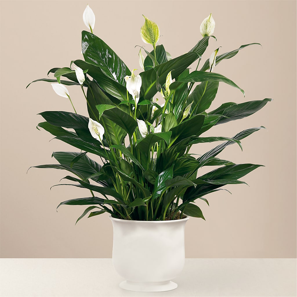 Comfort Planter – BUZ N' BEE FLORIST GIFT & NURSERY, Clinton LA