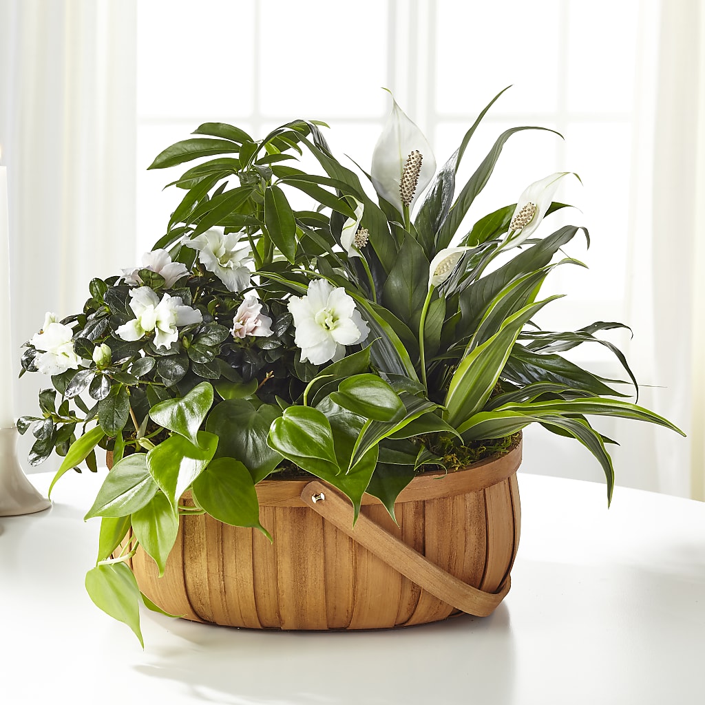 Serene Dishgarden – BUZ N' BEE FLORIST GIFT & NURSERY, Clinton LA