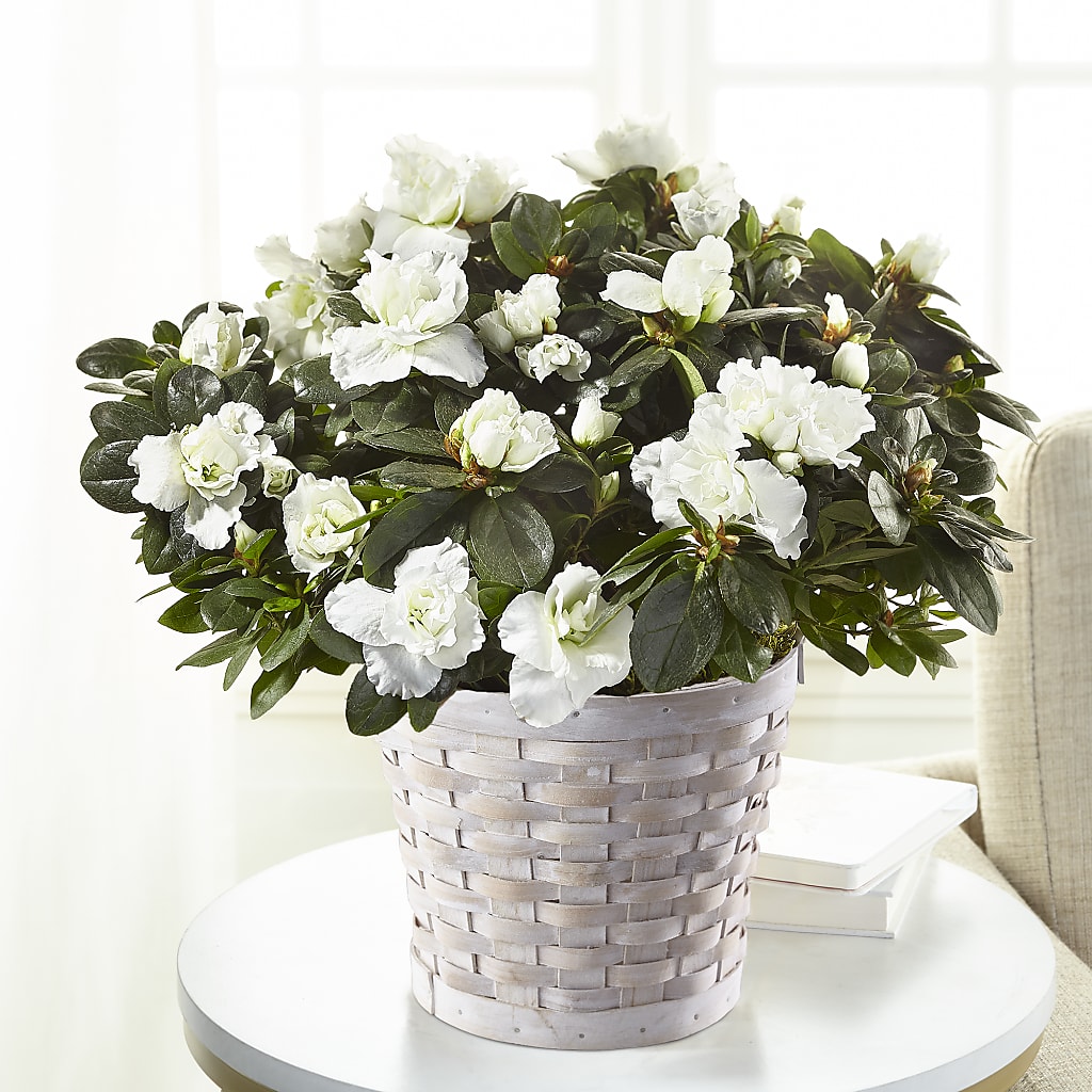 White Azalea Plant – BUZ N' BEE FLORIST GIFT & NURSERY, Clinton LA