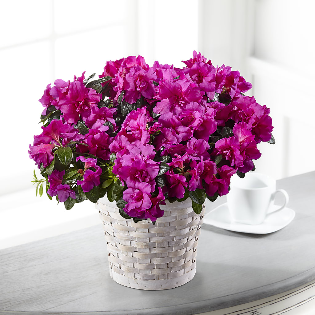 Hope & Serenity Azalea Plant – BUZ N' BEE FLORIST GIFT & NURSERY, Clinton LA