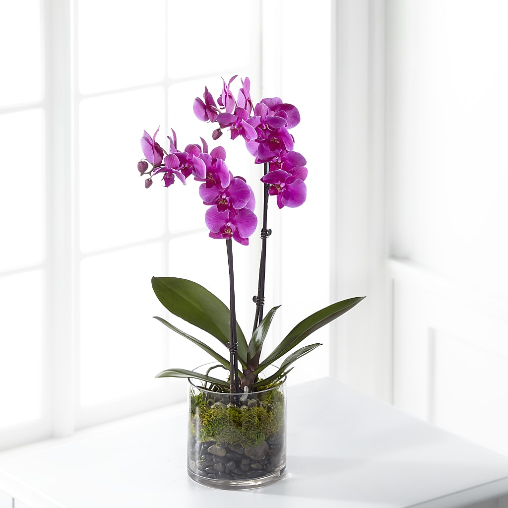 Pink Orchid Plant – BUZ N' BEE FLORIST GIFT & NURSERY, Clinton LA