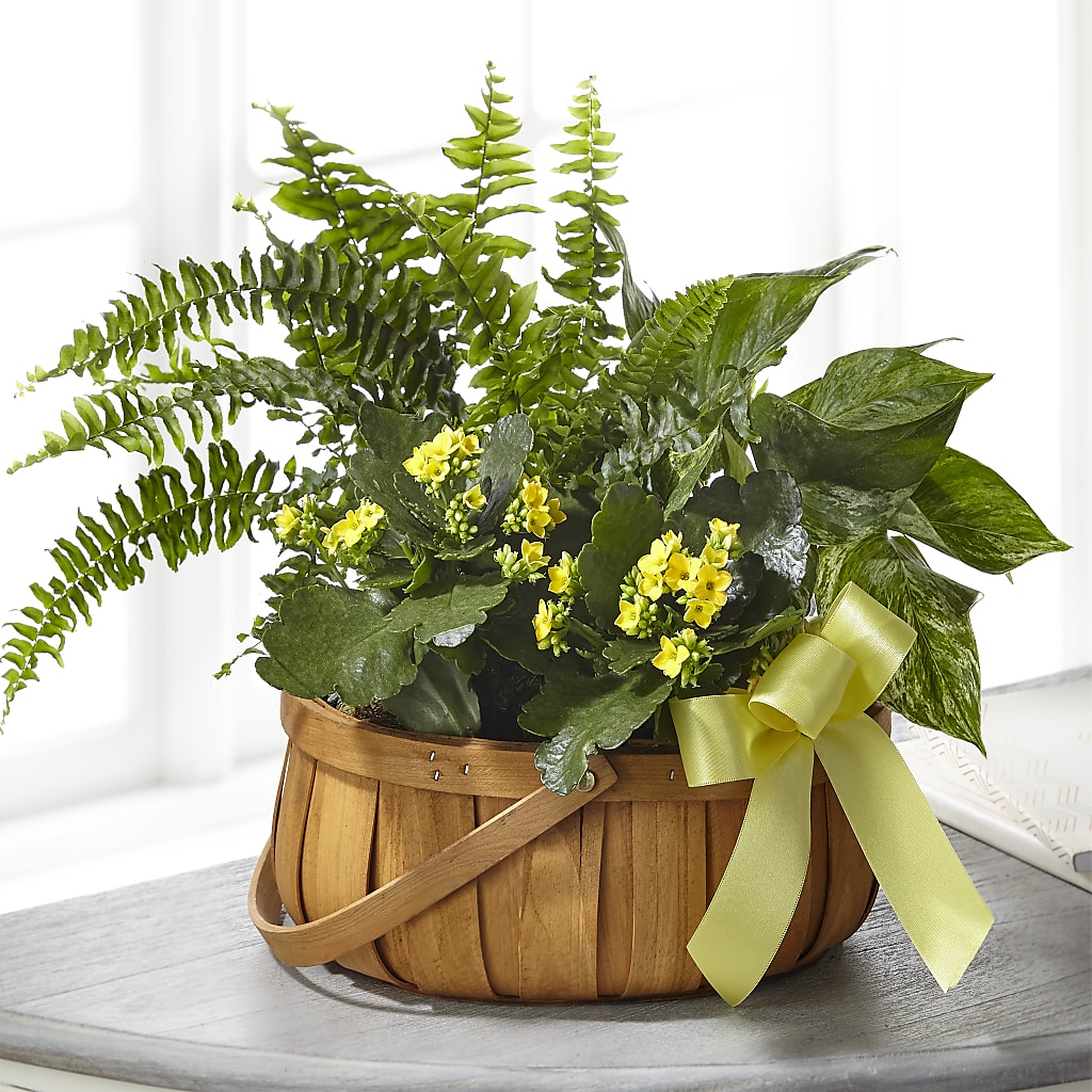 Always Dear Dishgarden – BUZ N' BEE FLORIST GIFT & NURSERY, Clinton LA