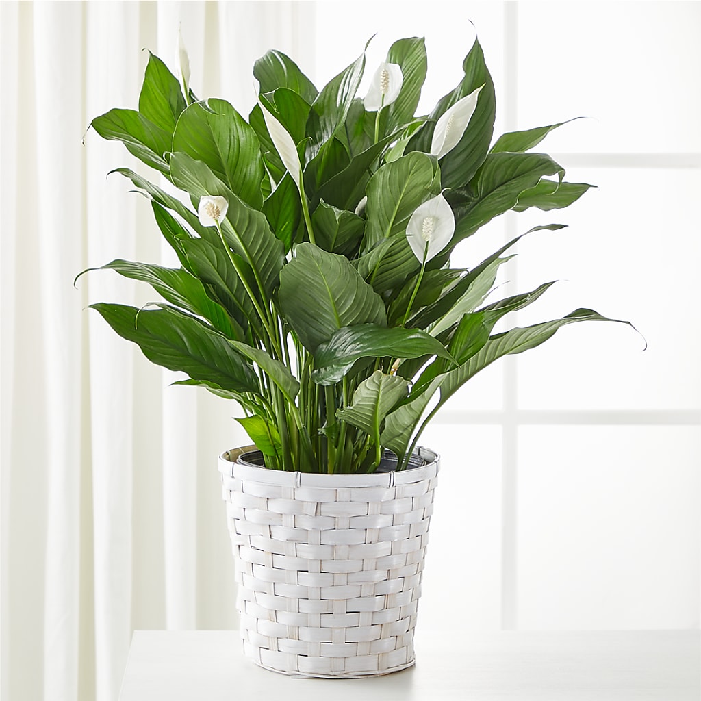 A New Leaf Peace Lily – BUZ N' BEE FLORIST GIFT & NURSERY, Clinton LA