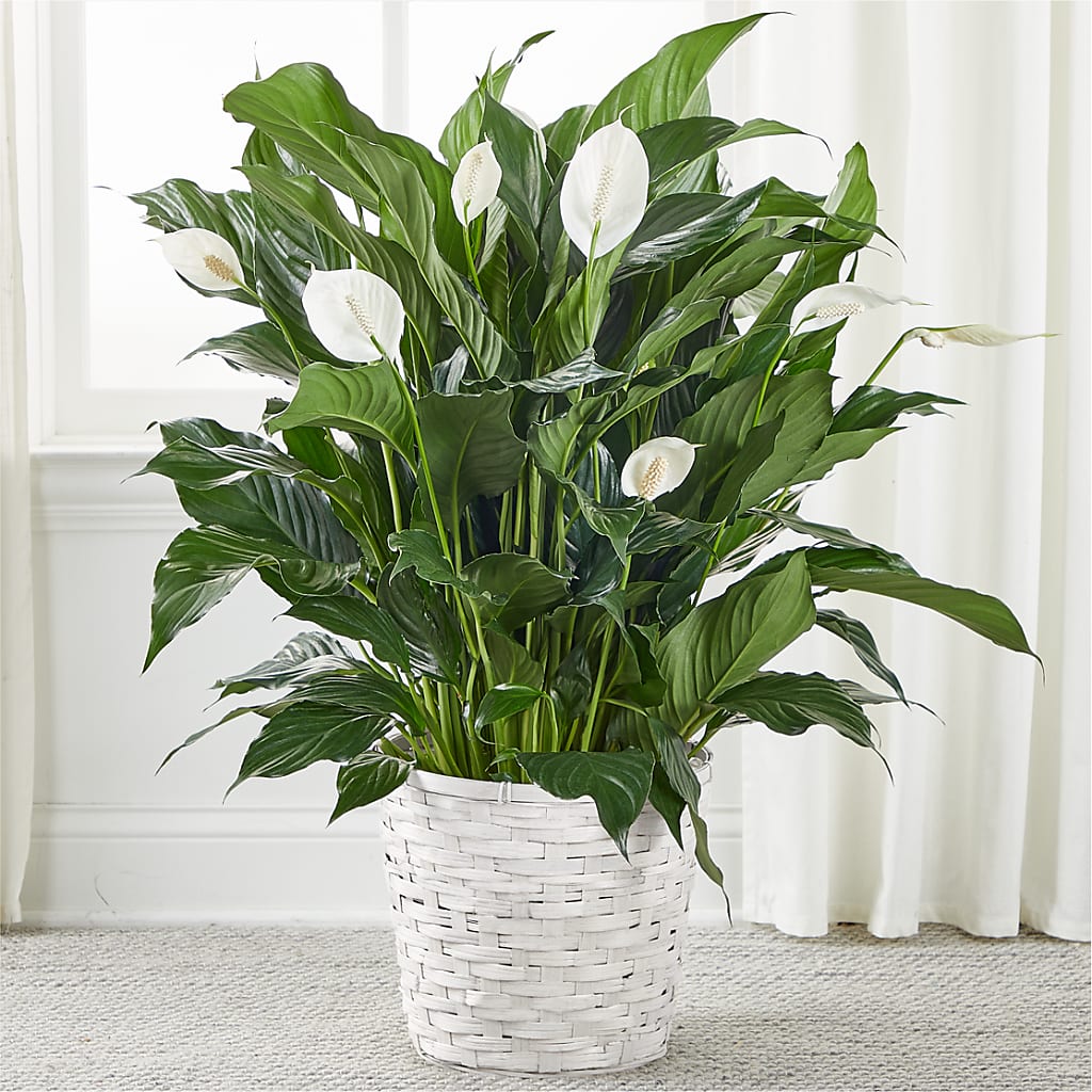 A New Leaf Peace Lily – BUZ N' BEE FLORIST GIFT & NURSERY, Clinton LA