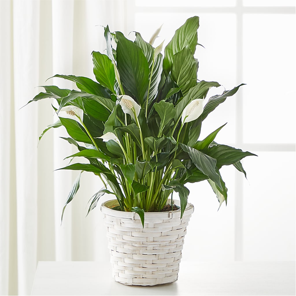 A New Leaf Peace Lily – BUZ N' BEE FLORIST GIFT & NURSERY, Clinton LA