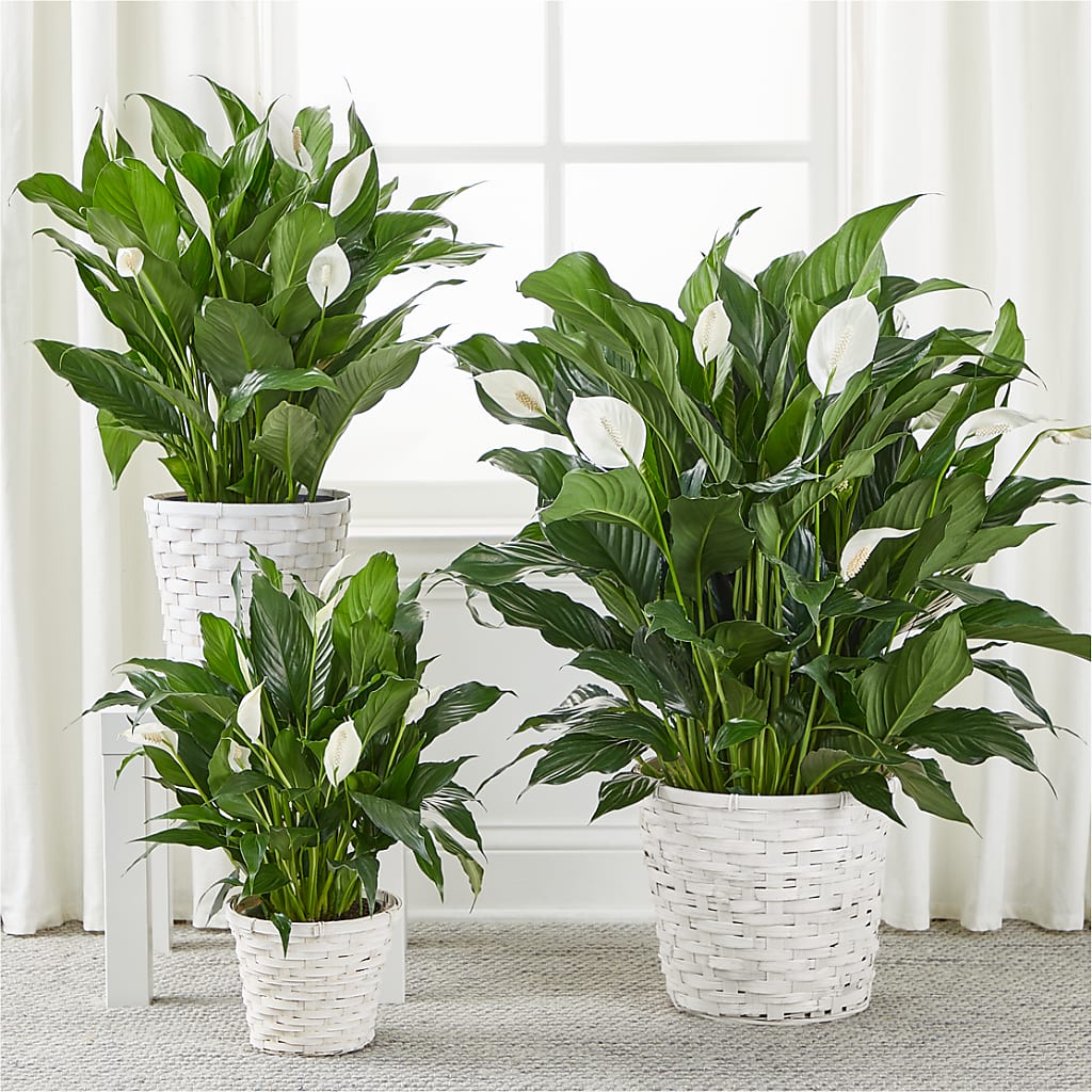 A New Leaf Peace Lily – BUZ N' BEE FLORIST GIFT & NURSERY, Clinton LA
