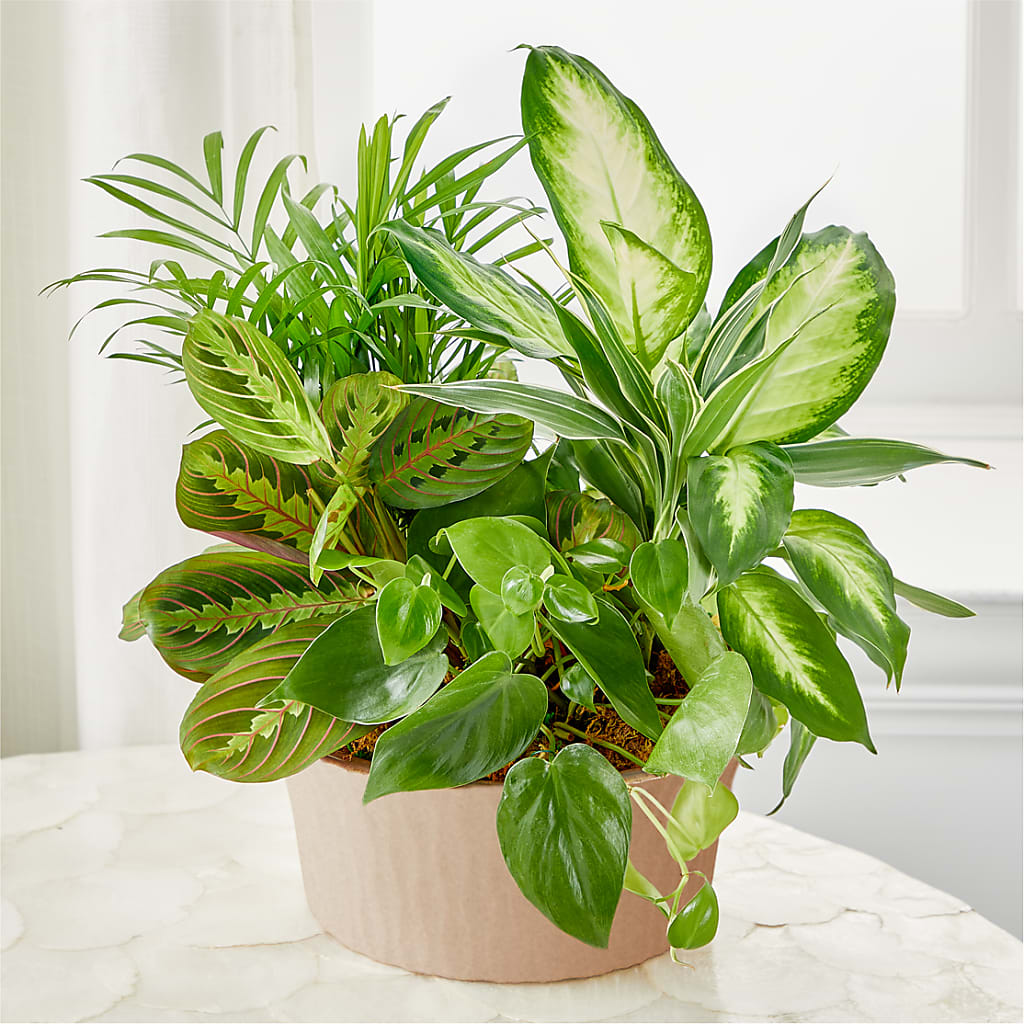 Balance & Harmony Dishgarden – BUZ N' BEE FLORIST GIFT & NURSERY, Clinton LA