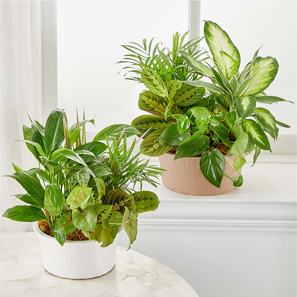 Balance & Harmony Dishgarden – BUZ N' BEE FLORIST GIFT & NURSERY, Clinton LA