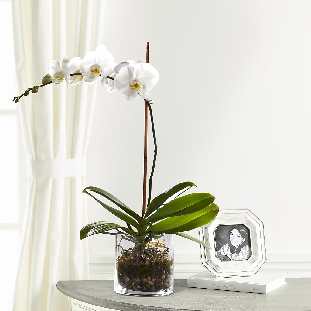White Orchid Planter – BUZ N' BEE FLORIST GIFT & NURSERY, Clinton LA