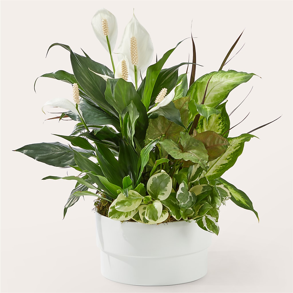 Radiating Positivity Dishgarden – BUZ N' BEE FLORIST GIFT & NURSERY, Clinton LA