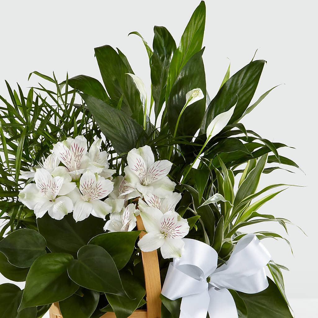 Peace & Serenity Dishgarden – BUZ N' BEE FLORIST GIFT & NURSERY, Clinton LA