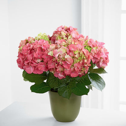 Pink Hydrangea Planter – BUZ N' BEE FLORIST GIFT & NURSERY, Clinton LA