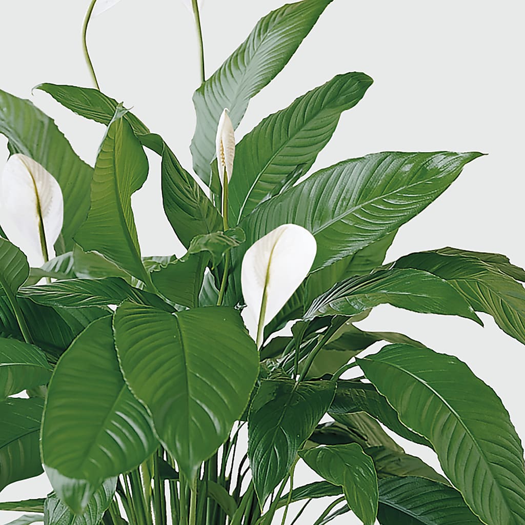 Tranquil Moments Peace Lily Plant – BUZ N' BEE FLORIST GIFT & NURSERY, Clinton LA