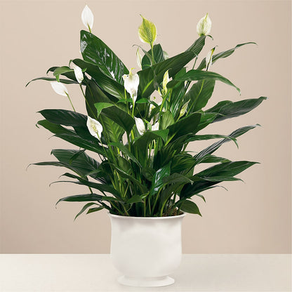 Comfort Planter – BUZ N' BEE FLORIST GIFT & NURSERY, Clinton LA