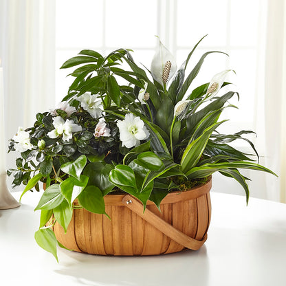 Serene Dishgarden – BUZ N' BEE FLORIST GIFT & NURSERY, Clinton LA