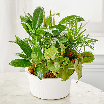 Balance & Harmony Dishgarden – BUZ N' BEE FLORIST GIFT & NURSERY, Clinton LA