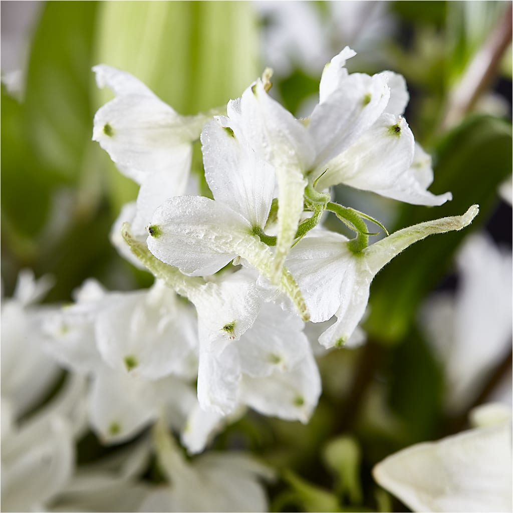 Classic Ivory – A Florist Original – BUZ N' BEE FLORIST GIFT & NURSERY, Clinton LA
